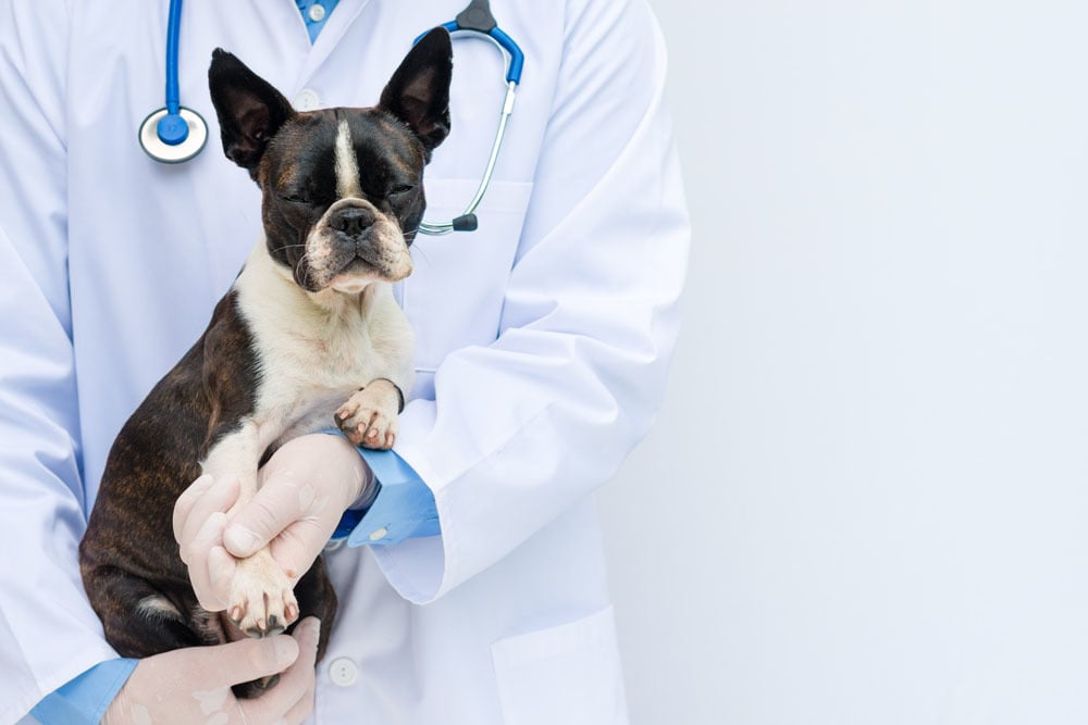 Request More Information About Animal And Veterinary Science Solutions request-more-information-about-animal-and-veterinary-science-solutions