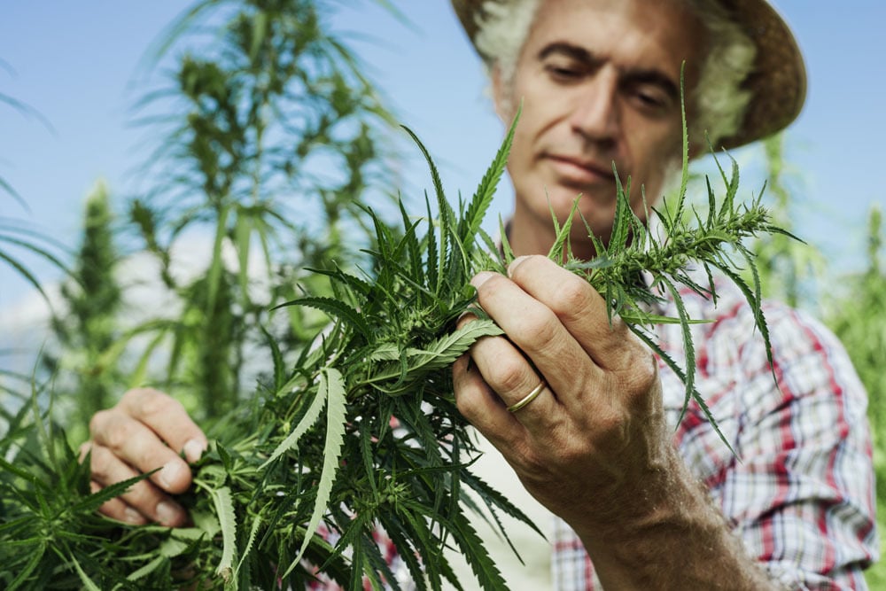 applications-cannabis